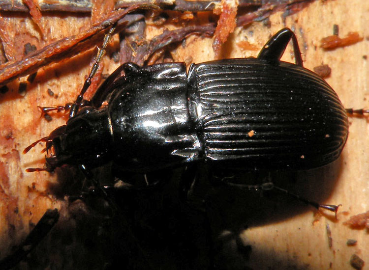 Bestie nere: Abax, Nebria, Platynus, Anoplotrupes